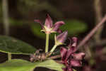 Florida milkvine